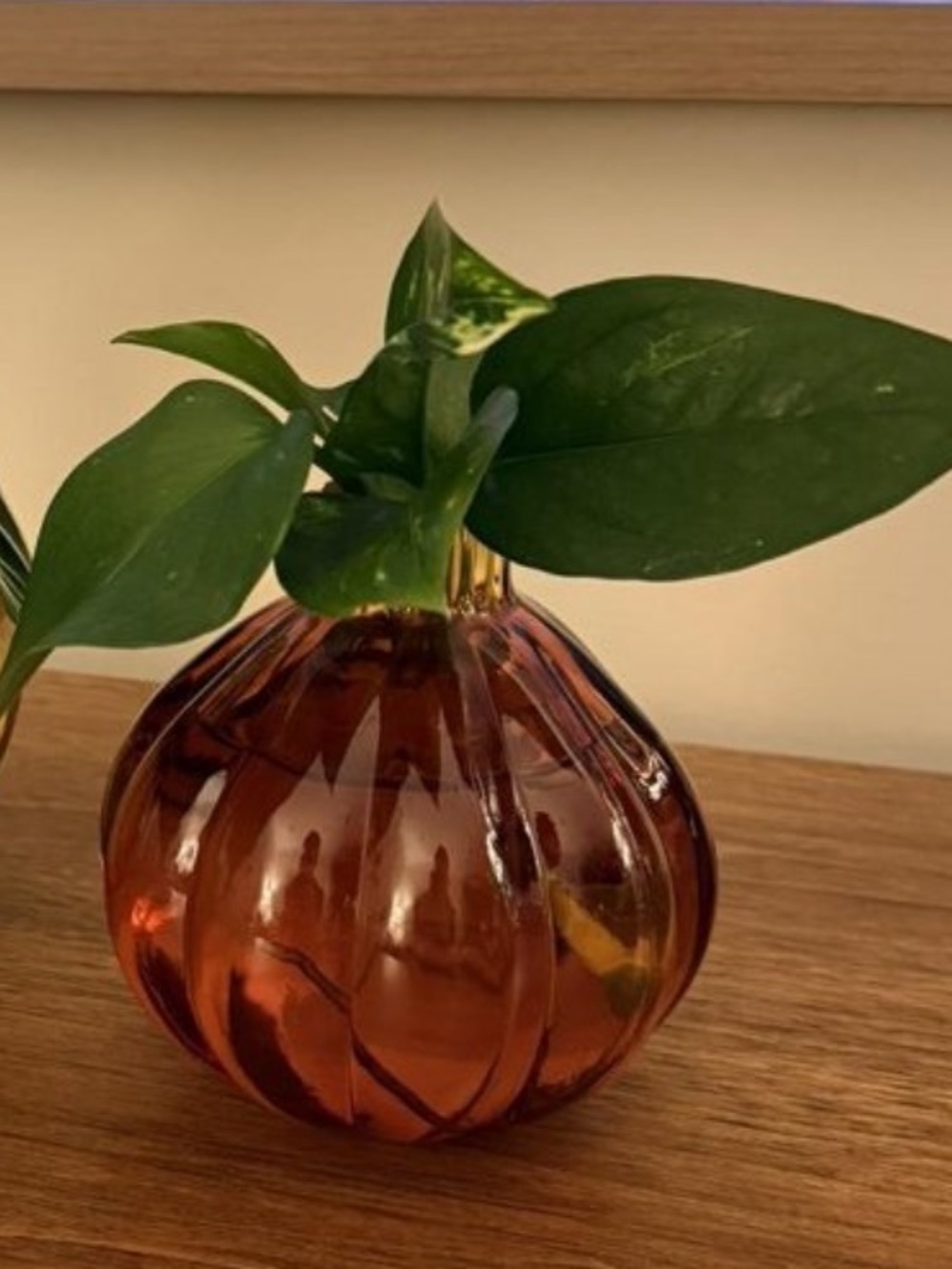 Set of 2 Glass Pumpkin Small
- Room
Essentials
Glass Pumpkin Small. New
